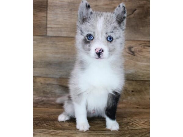 Pomsky DOG Male Blue Merle 12112 Petland Henderson, Nevada