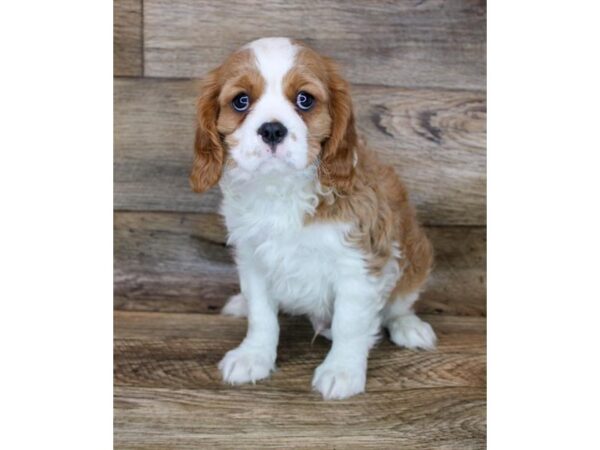 Cavalier King Charles Spaniel DOG Male Blenheim 12108 Petland Henderson, Nevada