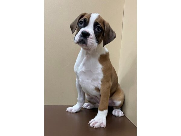 Boxer DOG Male Fawn / White 12117 Petland Henderson, Nevada