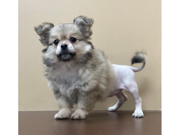 Toi Leo DOG Female Sable 12119 Petland Henderson, Nevada