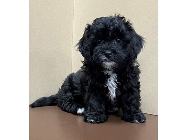 ShizaPoo-DOG-Female-Black-12118-Petland Henderson, Nevada