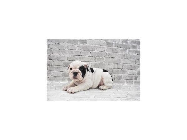 English Bulldog DOG Female Black and White 12136 Petland Henderson, Nevada