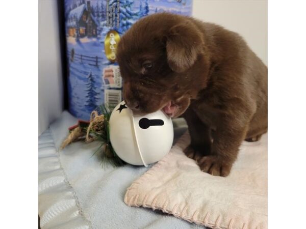 Labrador Retriever DOG Female Chocolate 12137 Petland Henderson, Nevada