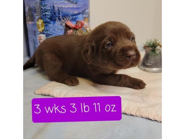 Labrador Retriever DOG Female Chocolate 12138 Petland Henderson, Nevada