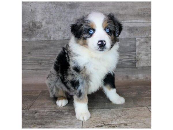 Miniature Australian Shepherd DOG Female Blue Merle 12128 Petland Henderson, Nevada