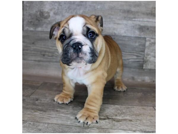 Bulldog-DOG-Male-Red-12124-Petland Henderson, Nevada