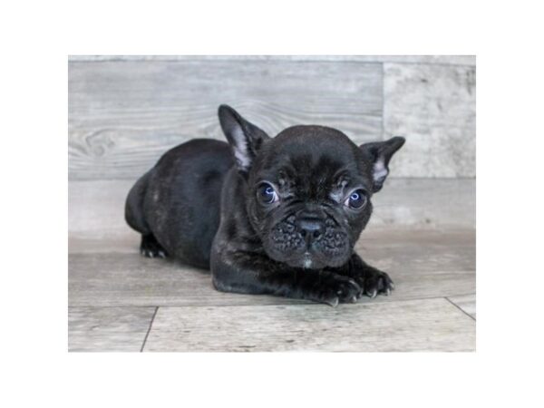 French Bulldog DOG Female Black Brindle 12126 Petland Henderson, Nevada