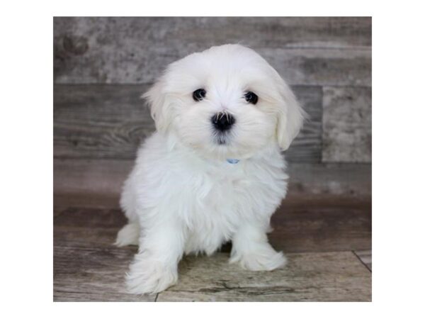 Maltese DOG Male White 12120 Petland Henderson, Nevada