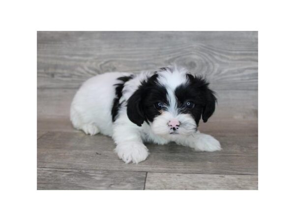 Teddy Bear DOG Male Black / White 12130 Petland Henderson, Nevada