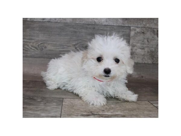 Maltese DOG Female White 12121 Petland Henderson, Nevada