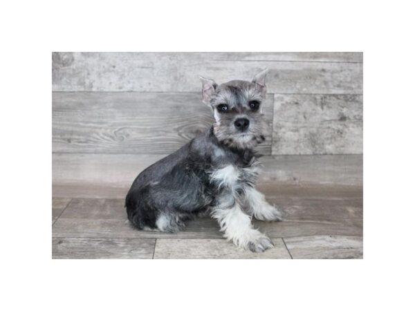 Miniature Schnauzer DOG Male Salt / Pepper 12122 Petland Henderson, Nevada