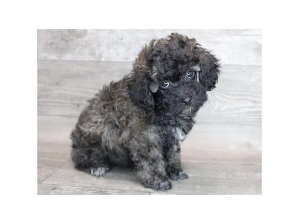 Poodle-DOG-Male-Silver Beige-12123-Petland Henderson, Nevada