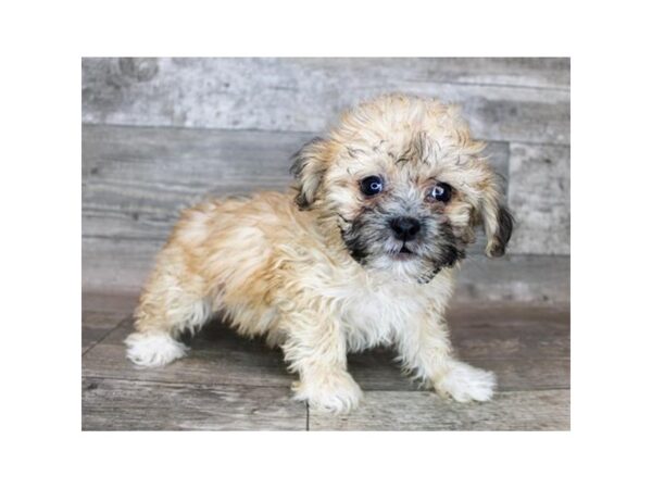 Teddy Bear-DOG-Female-Gold-12131-Petland Henderson, Nevada