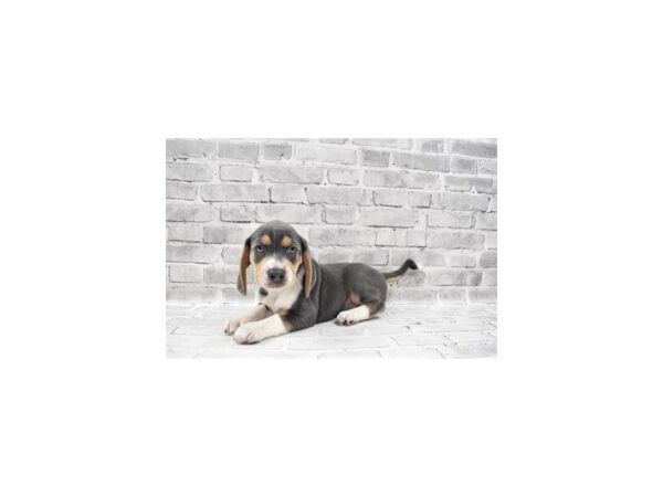 Beagle-DOG-Male-Blue Tan and White-12140-Petland Henderson, Nevada