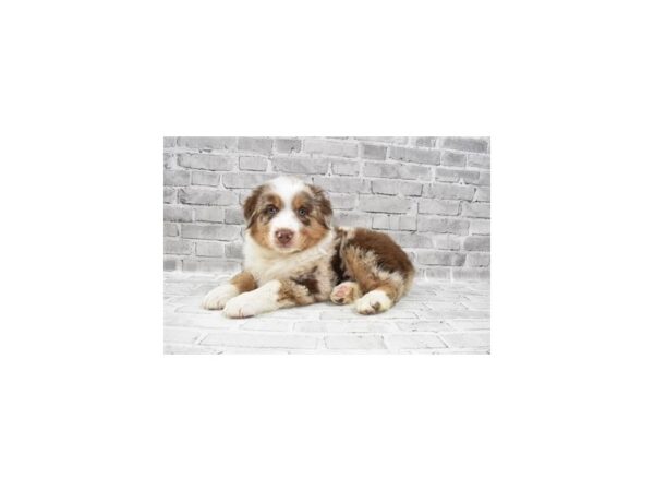 Australian Shepherd DOG Male Red Merle 12139 Petland Henderson, Nevada