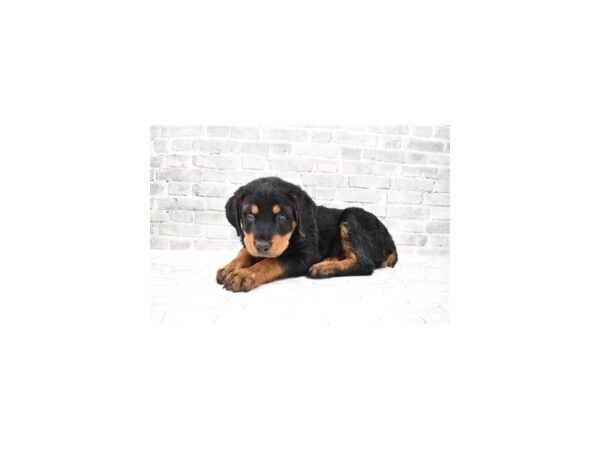 Rottweiler DOG Male Black and Mahogany 12141 Petland Henderson, Nevada