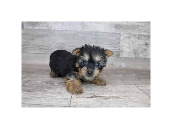 Silky Terrier DOG Female Black / Tan 12152 Petland Henderson, Nevada