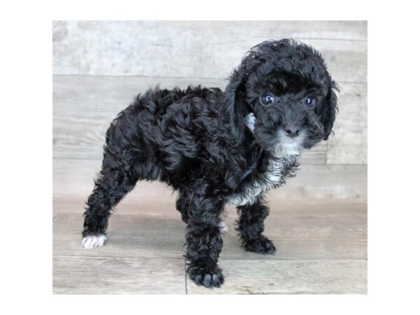 Poodle DOG Male Black / White 12149 Petland Henderson, Nevada