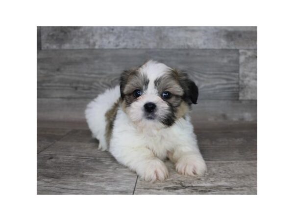 Shih Tzu-DOG-Male-Red / White-12150-Petland Henderson, Nevada