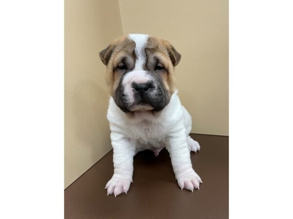 Ori Pei-DOG-Male-Flowered-12153-Petland Henderson, Nevada