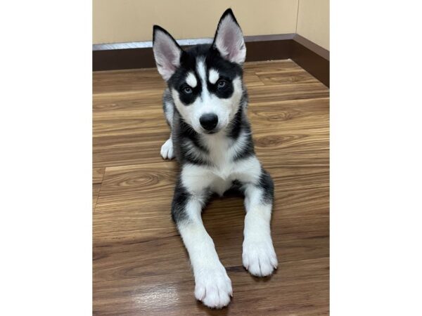 Siberian Husky DOG Female Black / White 12151 Petland Henderson, Nevada