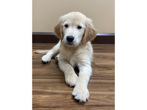 Golden Retriever-DOG-Female-Golden-12154-Petland Henderson, Nevada