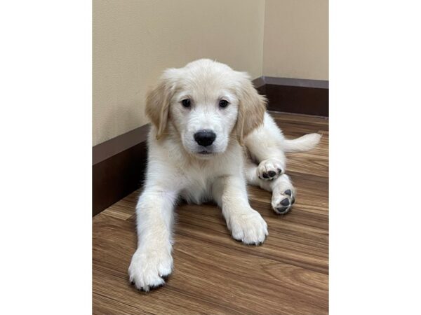 Golden Retriever-DOG-Male-Golden-12155-Petland Henderson, Nevada