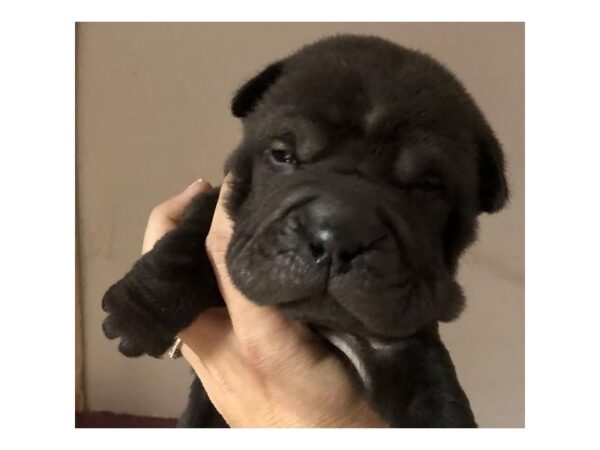 Ori Pei-DOG-Male-Black-12162-Petland Henderson, Nevada