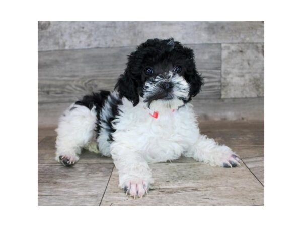 Poodle DOG Male Black 12157 Petland Henderson, Nevada