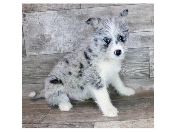 Pomsky DOG Male Blue Merle 12161 Petland Henderson, Nevada