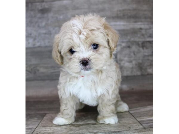 Jatese-DOG-Female-Apricot-12159-Petland Henderson, Nevada