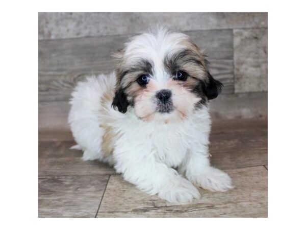 Teddy Bear DOG Female Gold / White 12158 Petland Henderson, Nevada