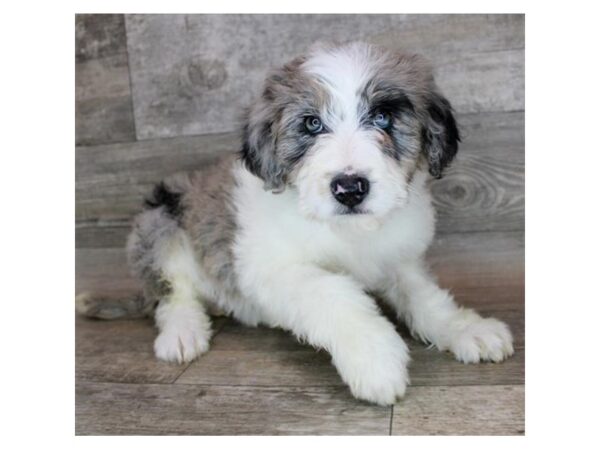 Aussiedoodle DOG Female Blue Merle 12160 Petland Henderson, Nevada