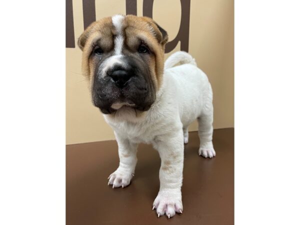 Ori Pei-DOG-Male-Flowered-12163-Petland Henderson, Nevada