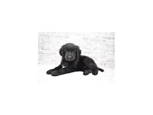 Double Retriever-DOG-Male-Black-12165-Petland Henderson, Nevada