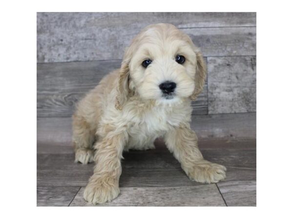 Cock A Poo-DOG-Male-Buff-12169-Petland Henderson, Nevada