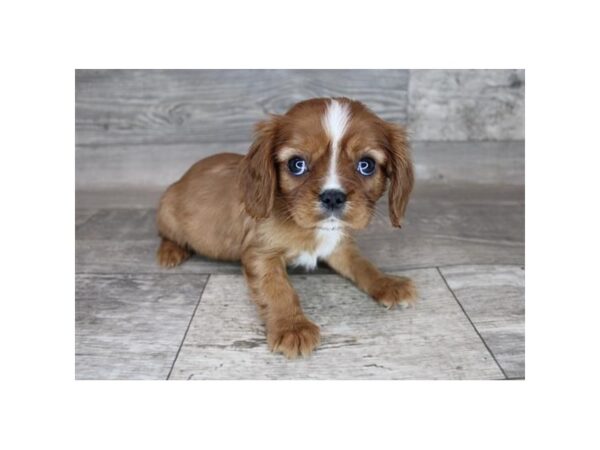 Cavalier King Charles Spaniel DOG Female Ruby 12166 Petland Henderson, Nevada