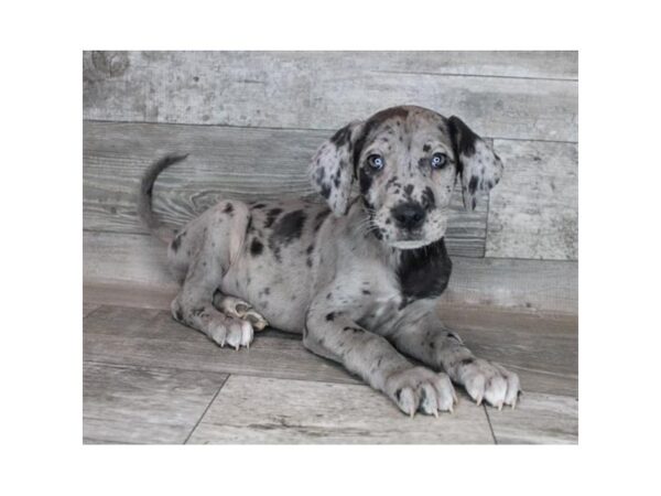 Great Dane DOG Female Blue Merle 12167 Petland Henderson, Nevada