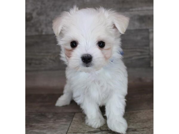 Maltese-DOG-Male-White-12168-Petland Henderson, Nevada