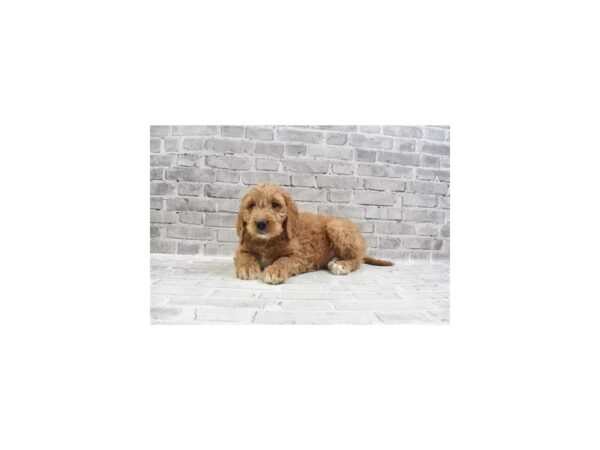 Goldendoodle DOG Male Red 12173 Petland Henderson, Nevada