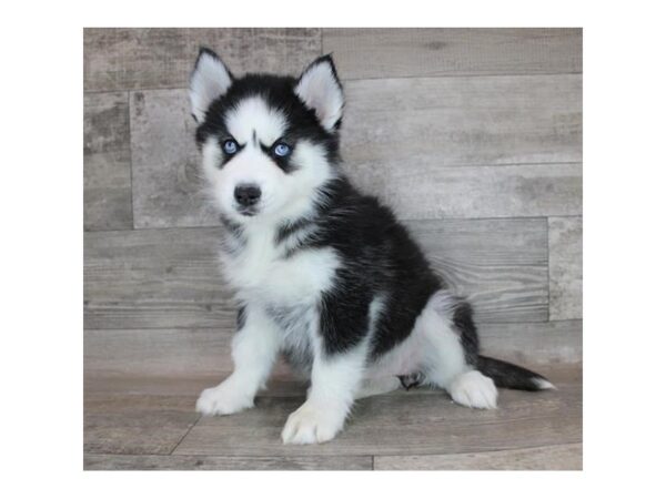 Siberian Husky DOG Female Black / White 12183 Petland Henderson, Nevada