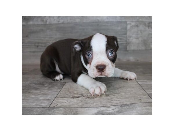 Boston Terrier DOG Male Seal / White 12181 Petland Henderson, Nevada