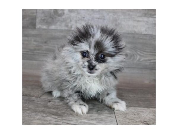 Pomeranian-DOG-Male-Blue Merle-12182-Petland Henderson, Nevada