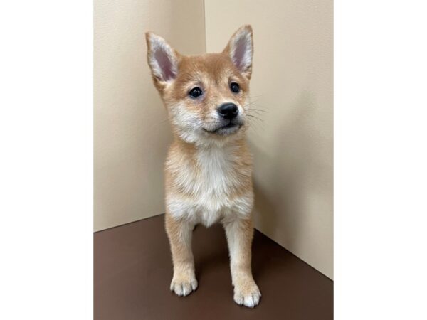 Shiba Inu DOG Female Red Sesame 12175 Petland Henderson, Nevada