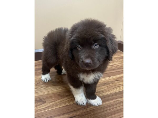 Great Newfienees-DOG-Male-Brown-12179-Petland Henderson, Nevada