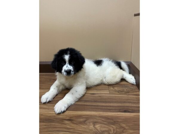 Great Newfienees-DOG-Male-Black/ White-12178-Petland Henderson, Nevada