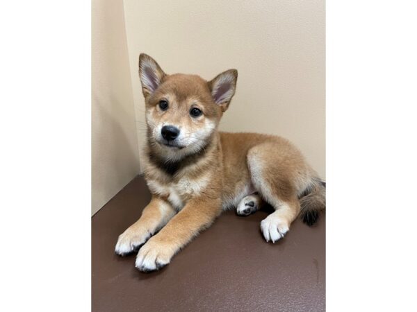 Shiba Inu DOG Male Red Sesame 12176 Petland Henderson, Nevada