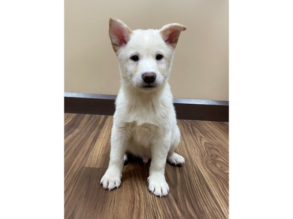 Shiba Inu DOG Male Cream 12177 Petland Henderson, Nevada