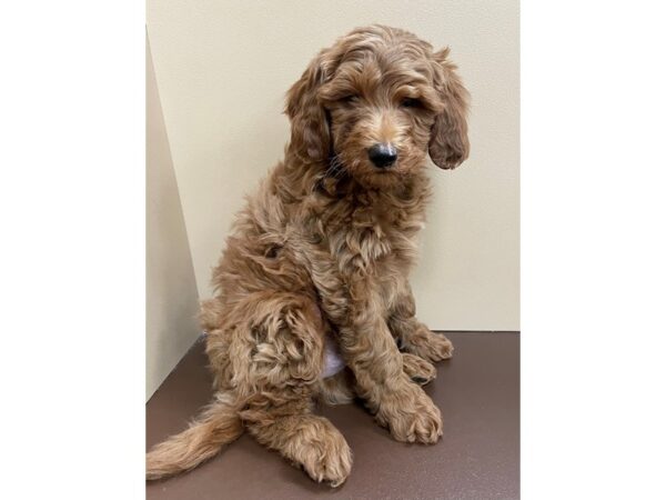 F1B Mini Goldendoodle DOG Male Golden 12180 Petland Henderson, Nevada