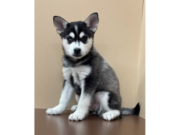 Alaskan Klee Kai DOG Female Black / White 12184 Petland Henderson, Nevada